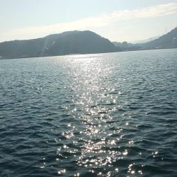 アジ全く釣れず。