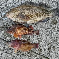 オオモンハタとデッカサゴ！