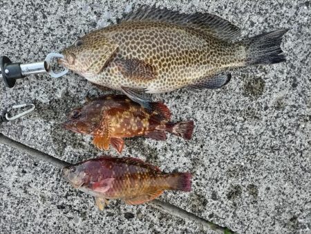 オオモンハタとデッカサゴ！