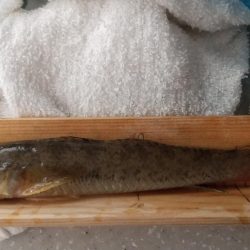 マハゼ大型狙い