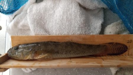 マハゼ大型狙い