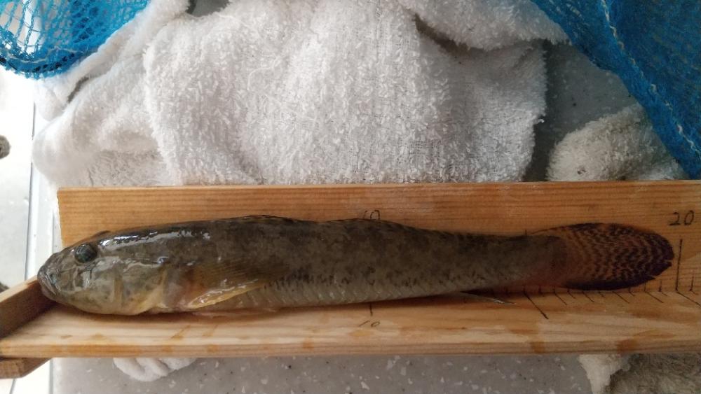 マハゼ大型狙い