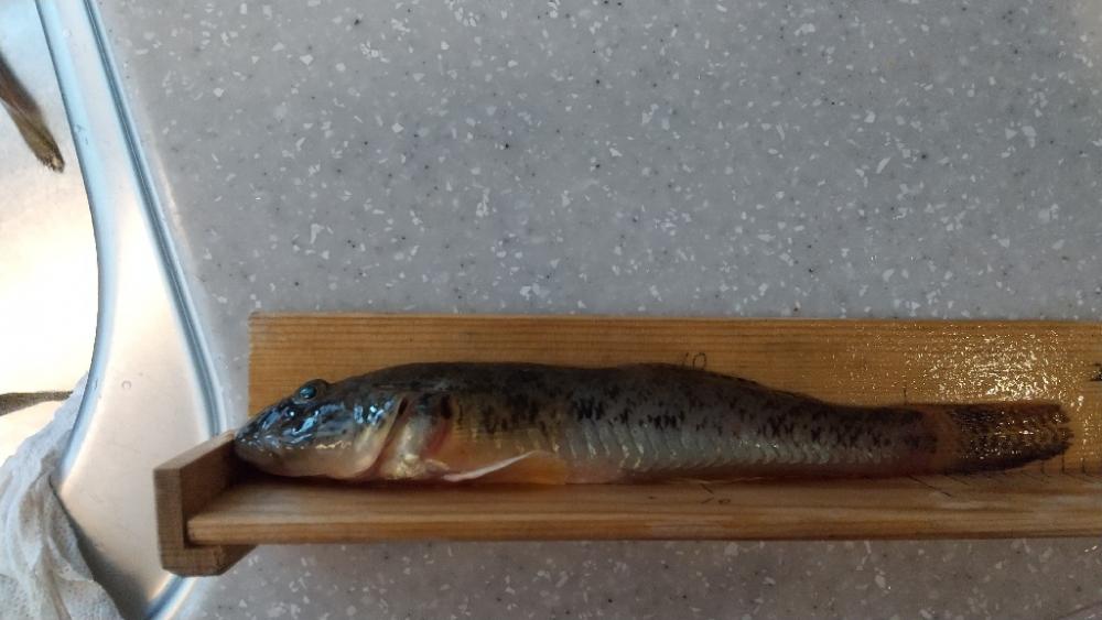 マハゼも大きくなりました