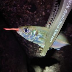 アジングとショアジギ