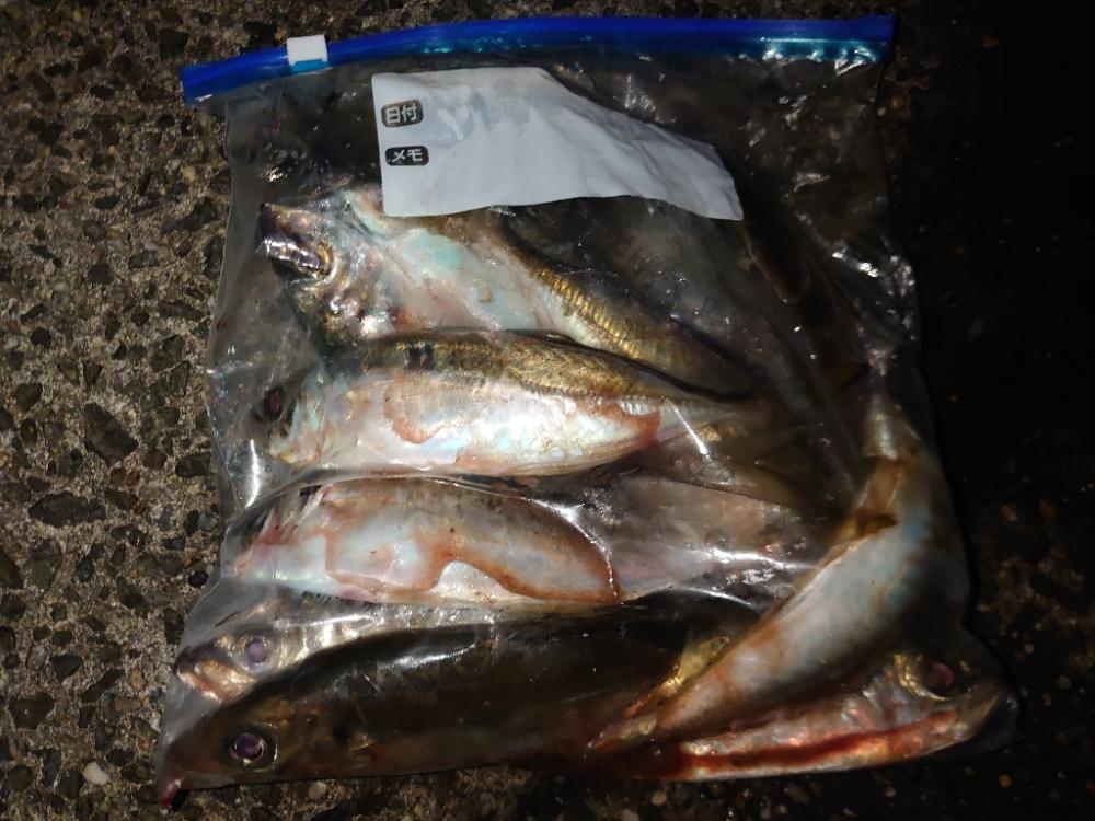 今季初アジ狙いのカゴ釣り🎣