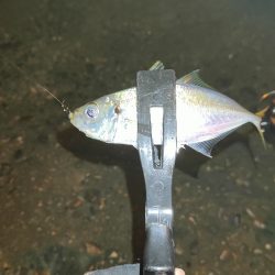 アジ釣りたい