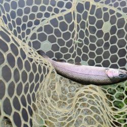 久しぶりの管理釣り場はなかなか楽しめました！