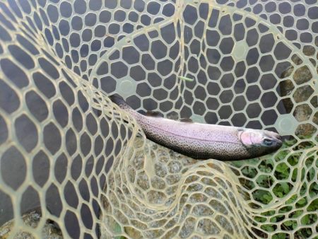 久しぶりの管理釣り場はなかなか楽しめました！