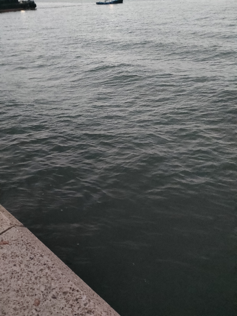 朝まずめタチウオ