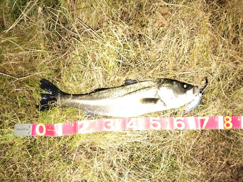 ランカーシーバス