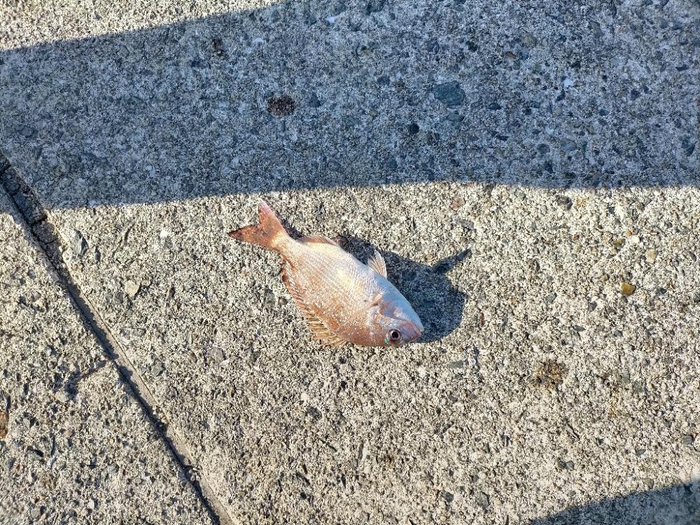 爆風に泣かされた1日！