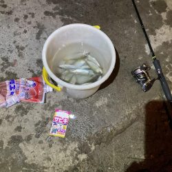 夜中のアジ釣