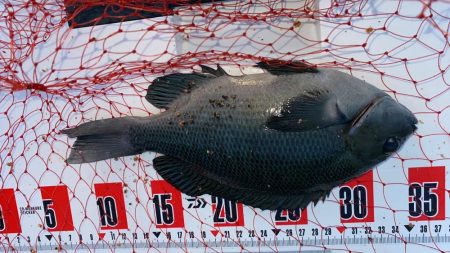 小豆島波止フカセ釣り