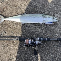 アジングのちショアジギ