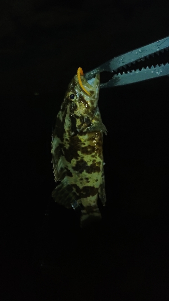 泉南ライトソルト好調