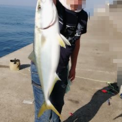 青物　アジのノマセ(泳がせ)釣りが楽しい！