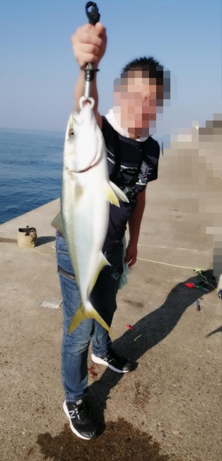 青物　アジのノマセ(泳がせ)釣りが楽しい！