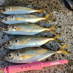 久々のアジング