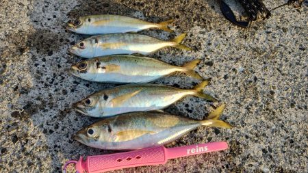 久々のアジング