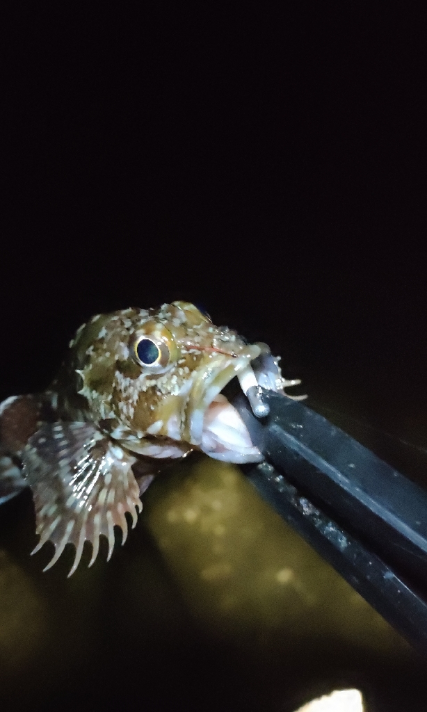 阪南ライトソルト