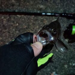 2023/11/07 南港ライトゲーム釣行　メバル狙い