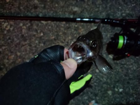 2023/11/07 南港ライトゲーム釣行　メバル狙い