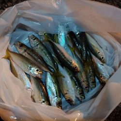 2023/11/08 南港ライトゲーム釣行 (小アジ狙い)