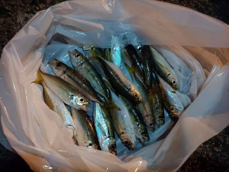 2023/11/08 南港ライトゲーム釣行 (小アジ狙い)