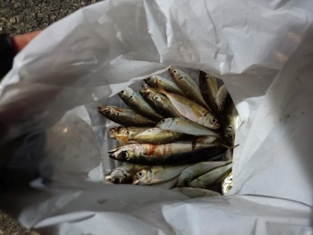 2023/11/09 南港ライトゲーム釣行…