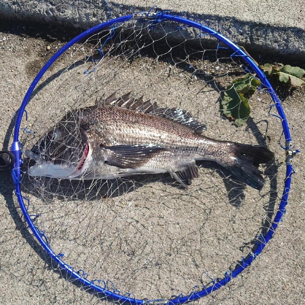 今治出張中　休み取れましたのでフカセ釣り✨