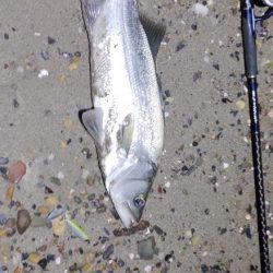 美味しい根魚アンド脳汁ドッバドバ。