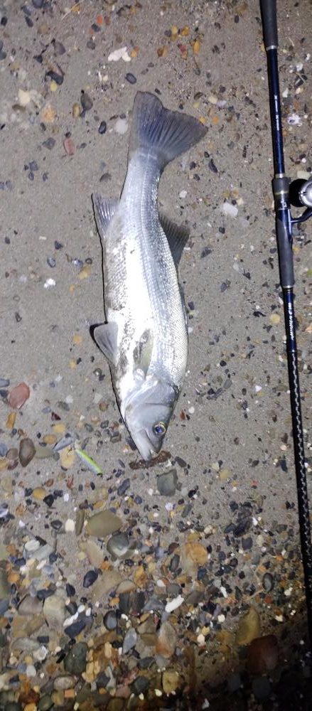 美味しい根魚アンド脳汁ドッバドバ。