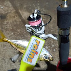 2023/11/11 南港ライトゲーム釣行 (小アジ狙い)