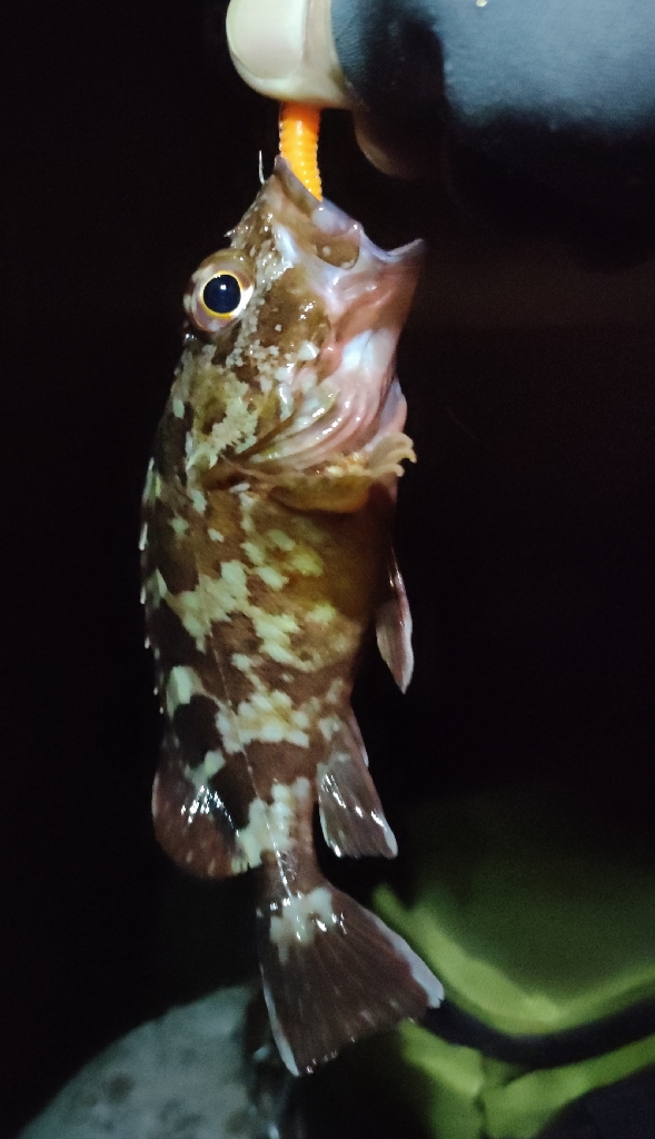 今週もライトソルト