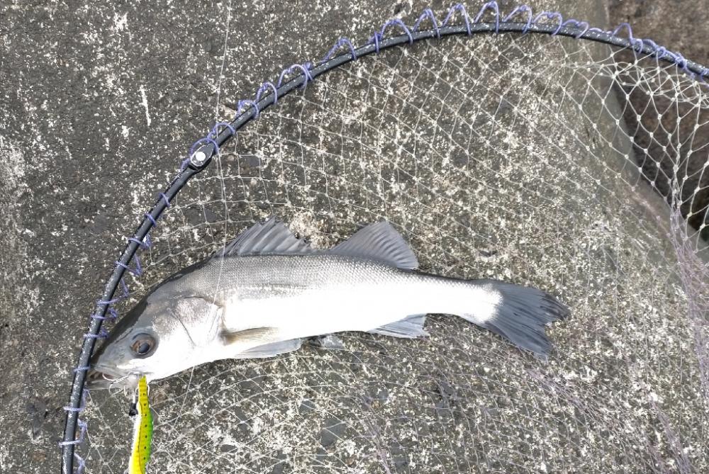 サワラジャンプとナブラとシーバス