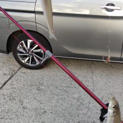 淡路都志港の落ちギス調査