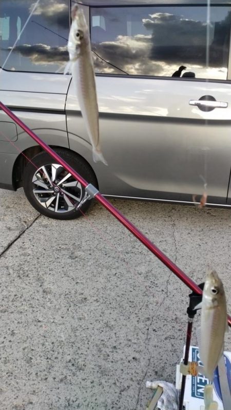 淡路都志港の落ちギス調査