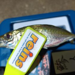 2023/11/14 南港ライトゲーム釣行 (アジ狙い)