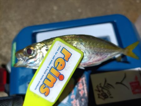 2023/11/14 南港ライトゲーム釣行 (アジ狙い)