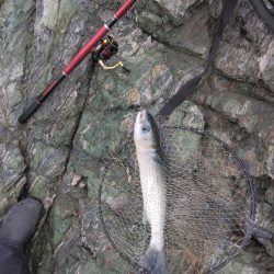 ボラに疲れました・・・