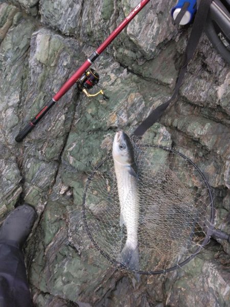 ボラに疲れました・・・