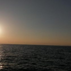 大潮の日の青物