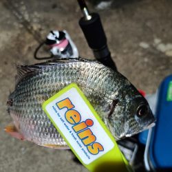 2023/11/15 南港ライトゲーム釣行 (アジ狙い)