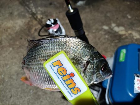 2023/11/15 南港ライトゲーム釣行 (アジ狙い)