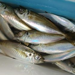 数釣りできます