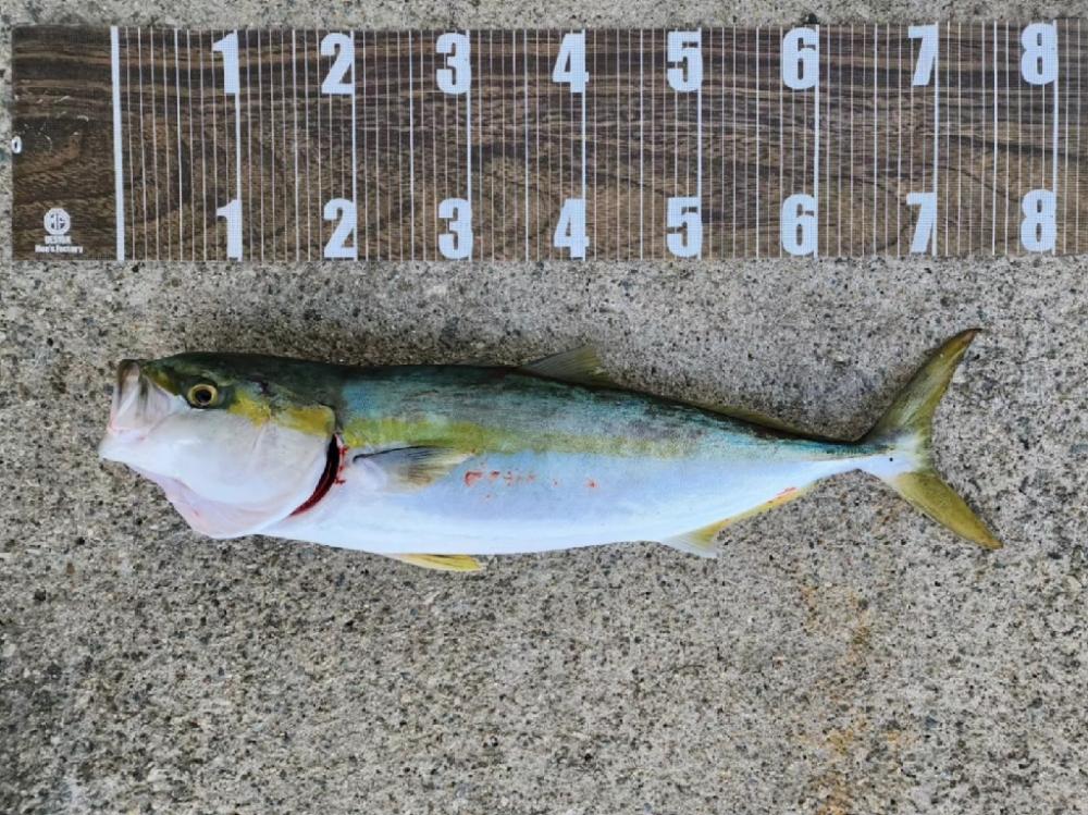 飲ませ3戦目🎣