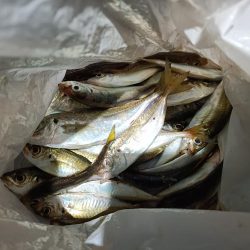 2023/11/20 南港ライトゲーム釣行 (アジ狙い)