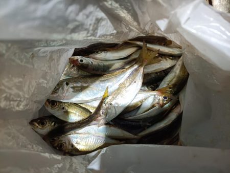 2023/11/20 南港ライトゲーム釣行…