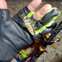 2023/11/22 南港ライトゲーム釣行 (アジ狙い)