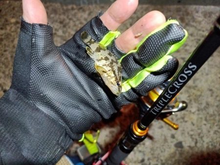 2023/11/22 南港ライトゲーム釣行 (アジ狙い)